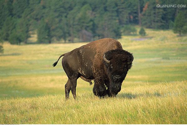  p>水牛(学名:bubalus bubalus,英文名称:asian buffalo)也叫印度水牛