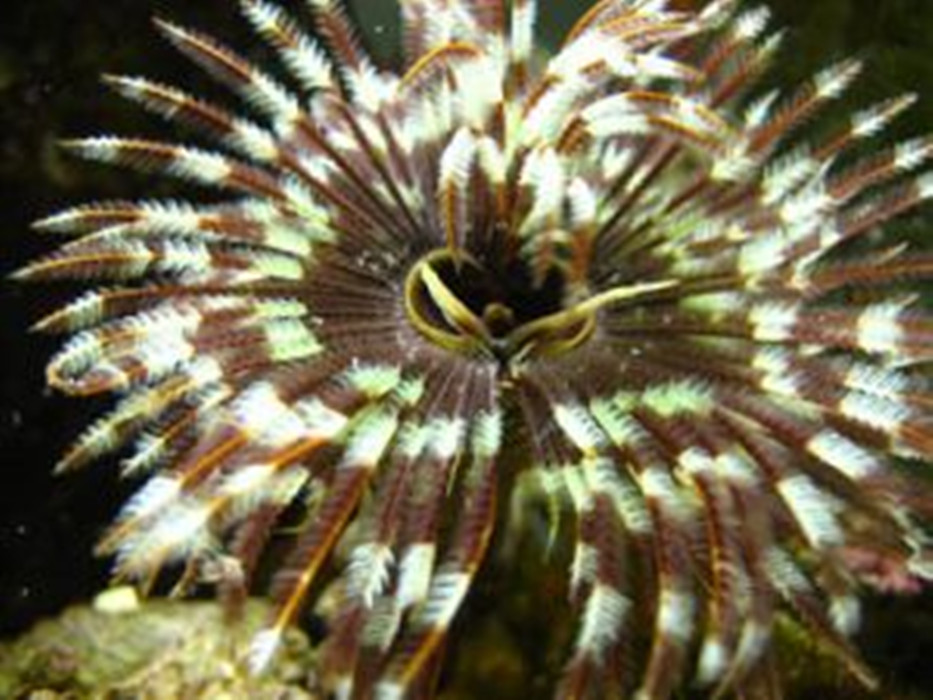 这也让它们看起来很像白茎红花的巨型花朵.管状蠕虫很