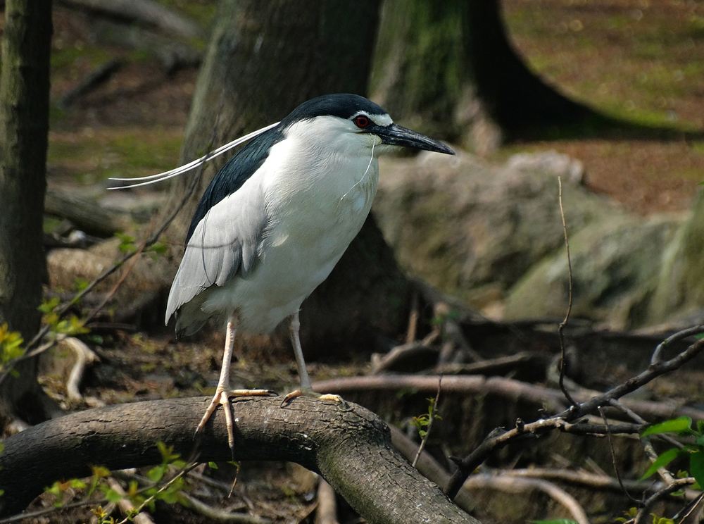 p>棕夜鹭(英文名称:rufous night-heron, nankeen night heron