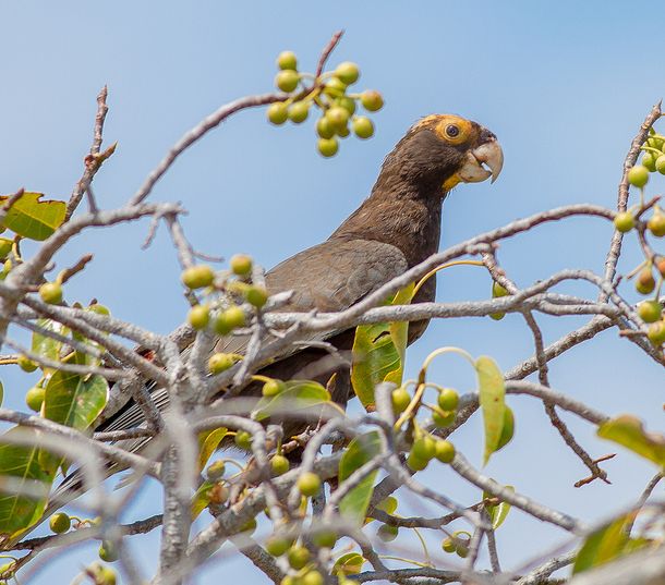  p>马岛鹦鹉(学名:coracopsis vasa)全身棕黑色,长相酷似 a href="#"