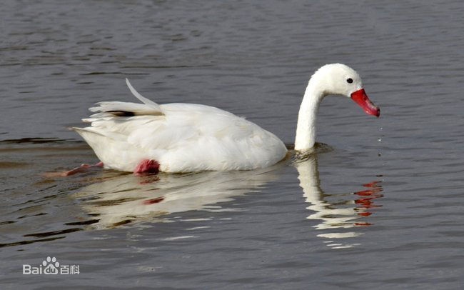  p>扁嘴天鹅(学名: i>coscoroba coscoroba /i>):体长90-115厘米,体羽