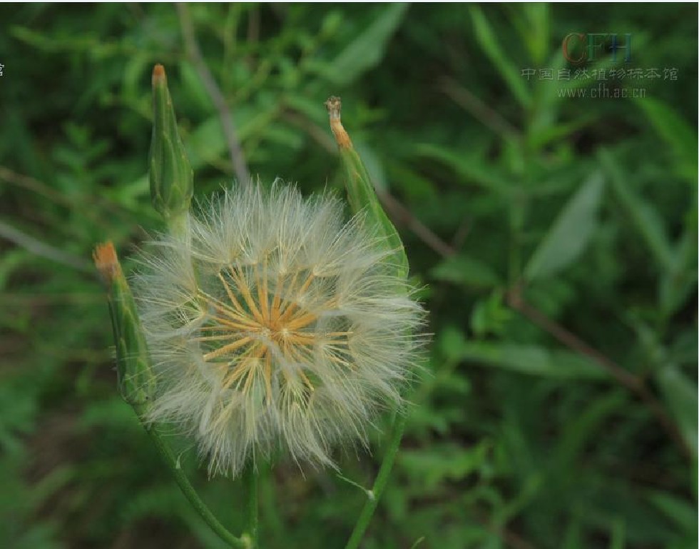  p>细叶鸦葱(学名: i>scorzonera pusilla /i> pall.