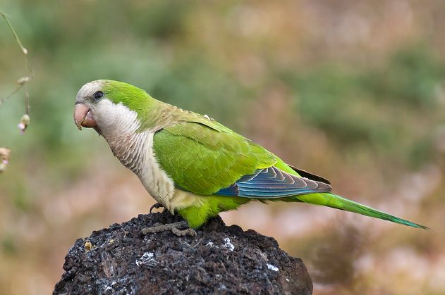  p>和尚鹦鹉(学名: i>myiopsitta monachus /i>)共有3个 a target="