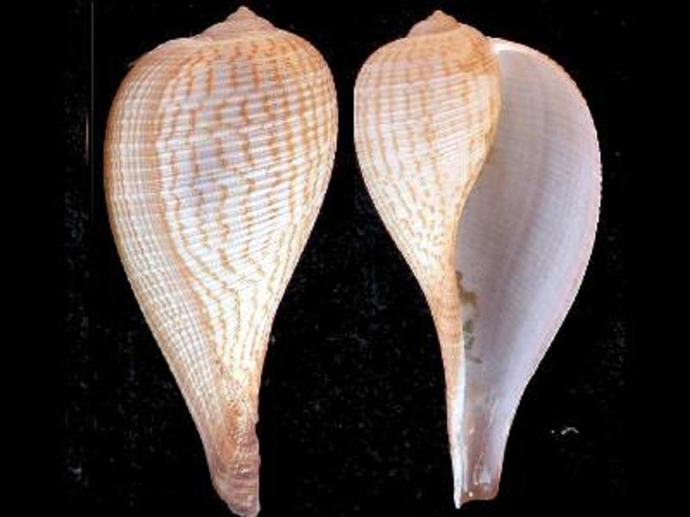 壳表通常有很多的螺肋及显著的粗纵肋.