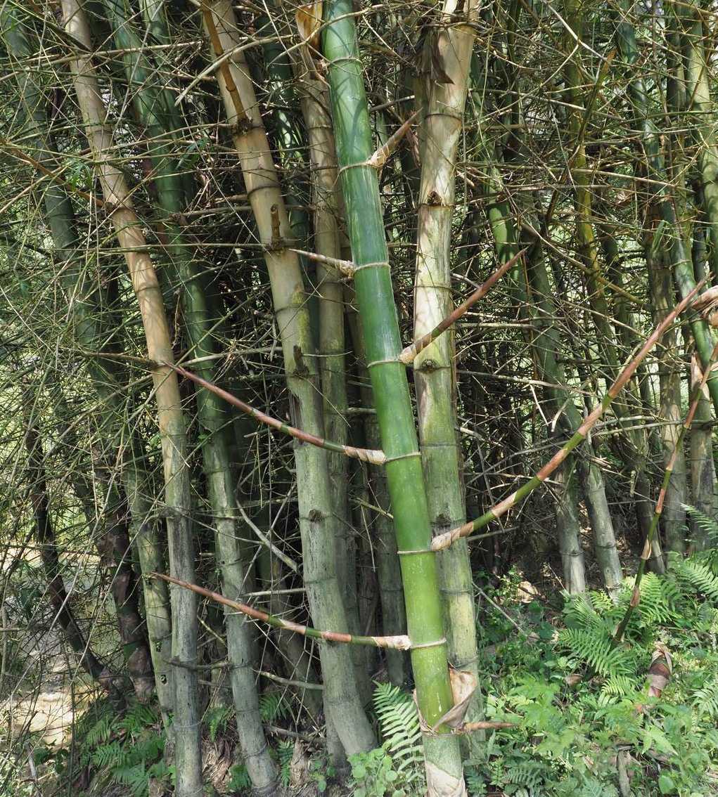 bambusa sinospinosa mcclure
