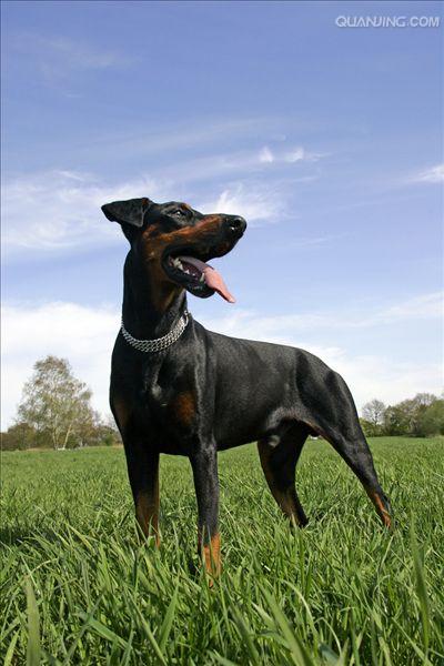  p>杜宾犬是一种十分凶猛的犬种,主要担当军,警工作,经过训练后,可