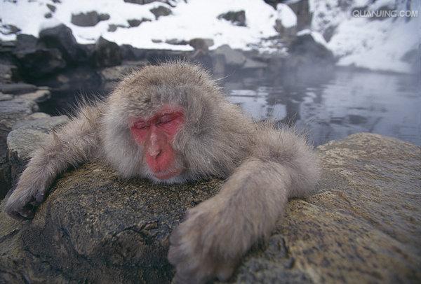  p> a href="#" data-lemmaid="111617">日本 /a>猕猴(学名: i>macaca