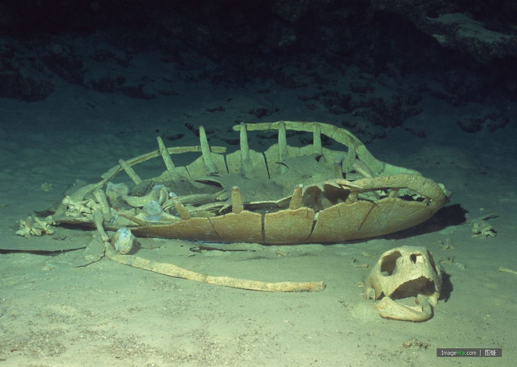 太平洋绿龟,体重在150公斤左右,幼龟不及它