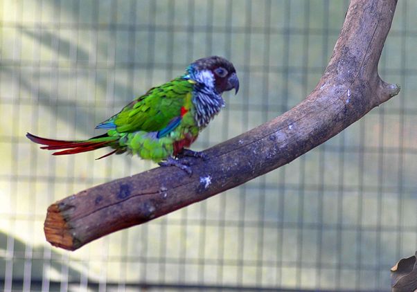  p>灰胸锥尾鹦鹉(学名:pyrrhura griseipectus)是典型的 a href="#"