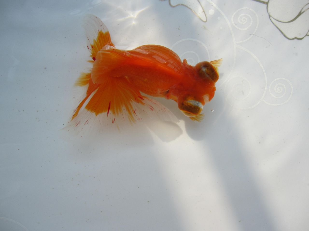  p>翻腮是 a target="_blank" href="/item/金鱼/32862" data-lemmaid