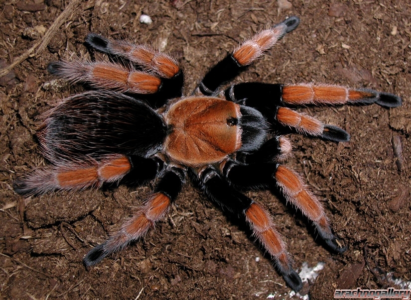 mexican bloodleg tarantula