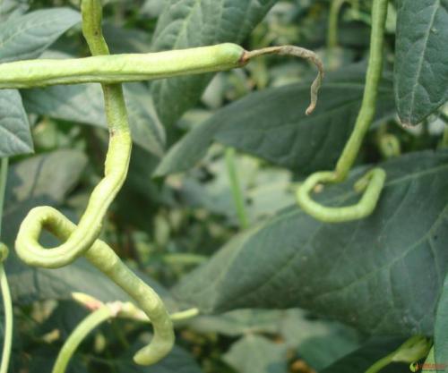 豇豆灰霉病