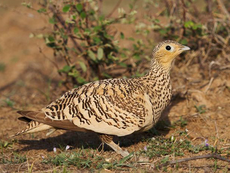 id="gn5obxglft">栗腹沙鸡(学名:pterocles exustus)是沙鸡 