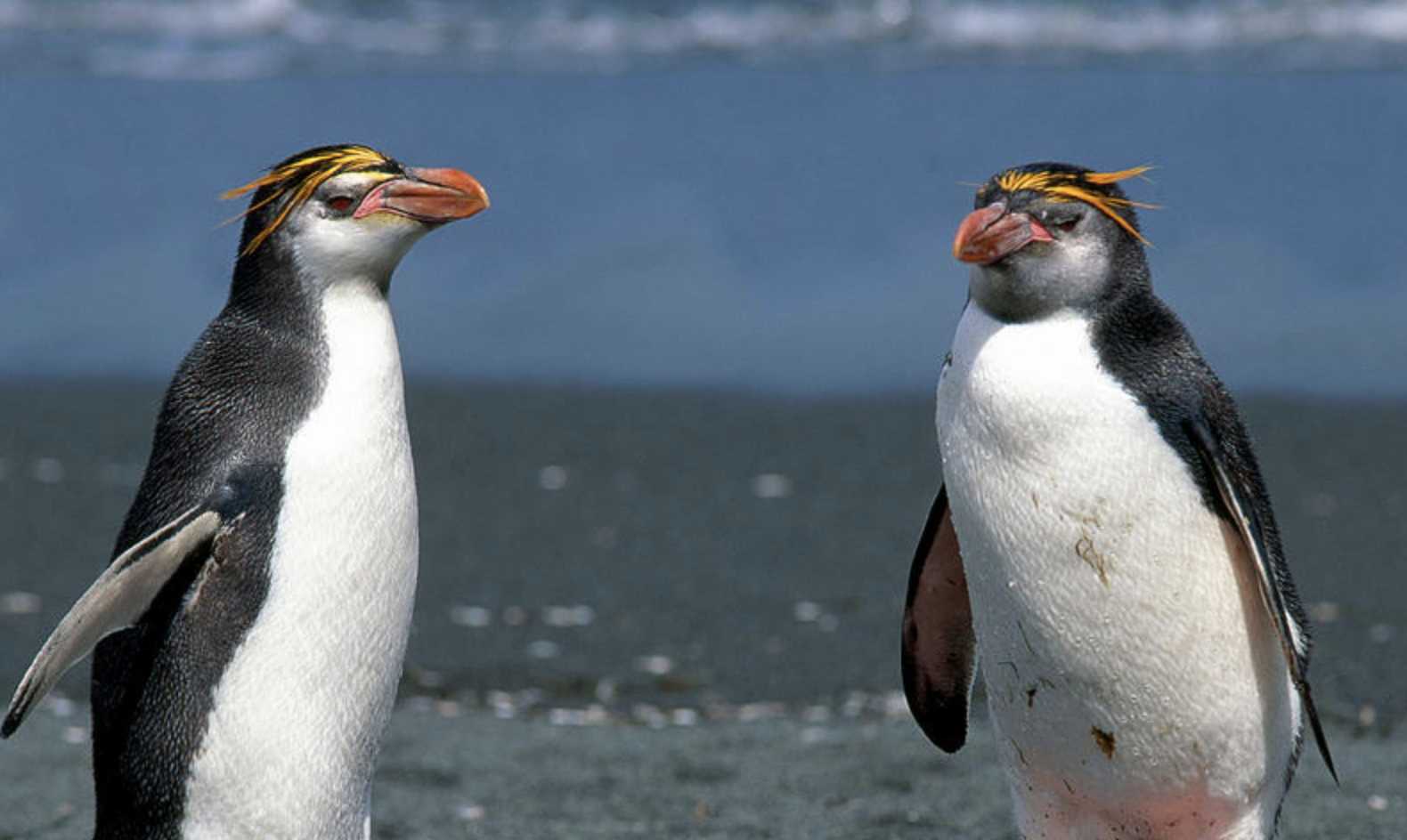  p>皇家企鹅(学名: i>eudyptes schlegeli /i>)是企鹅科,冠企鹅属动物