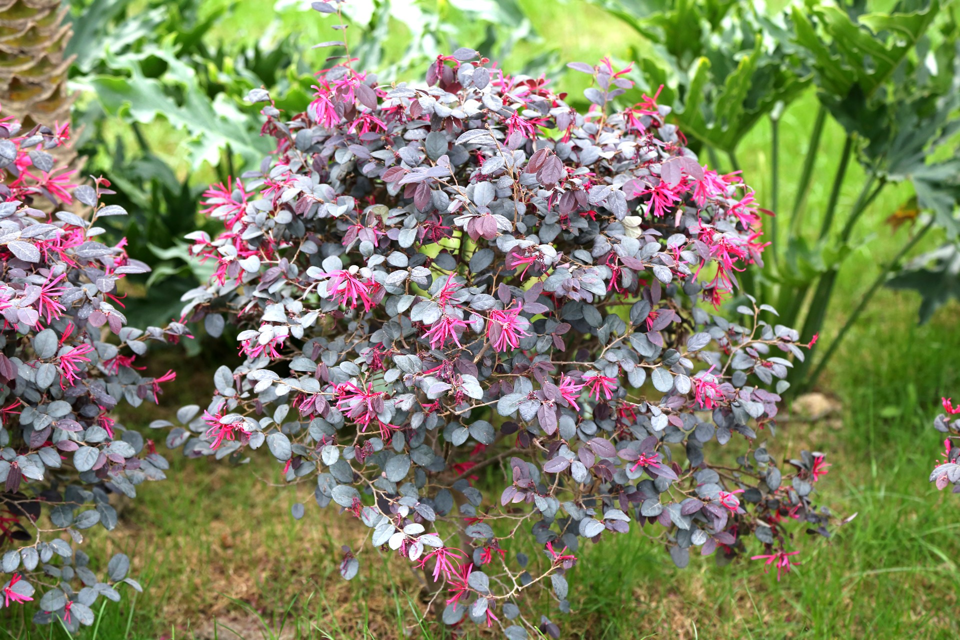 p>红花檵木(拉丁学名: i>loropetalum chinense var /i>.