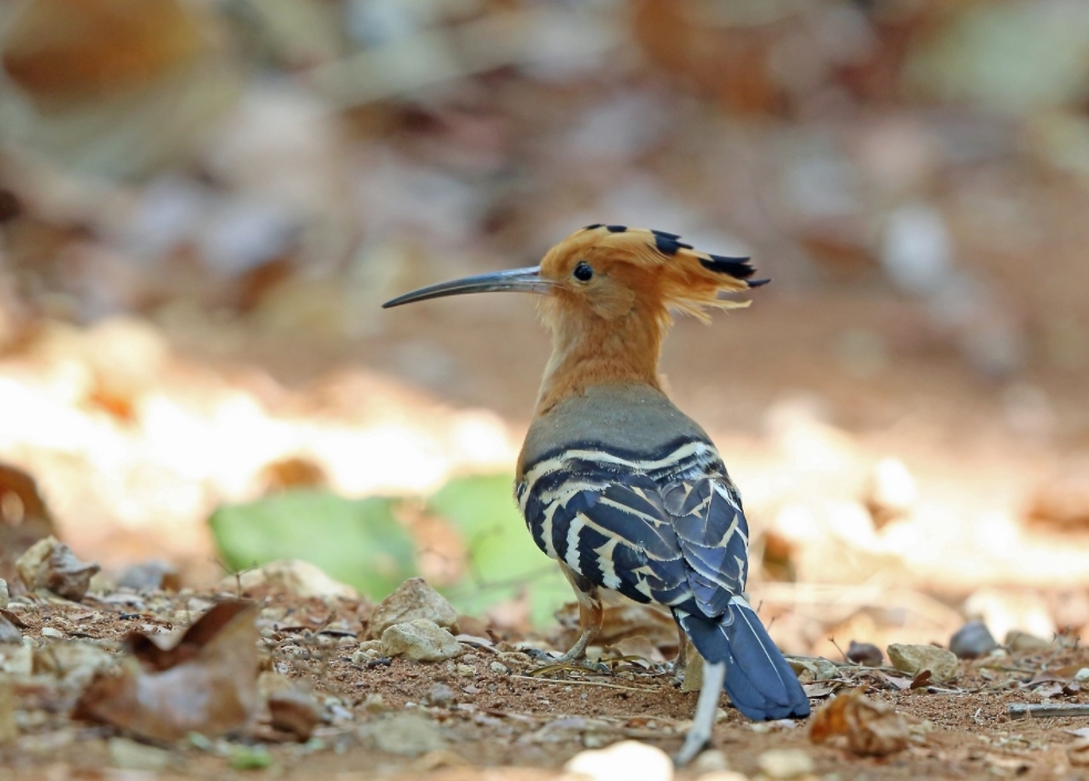  p>马岛戴胜(学名: i>upupa marginata /i>):是戴胜科,戴胜属的 a