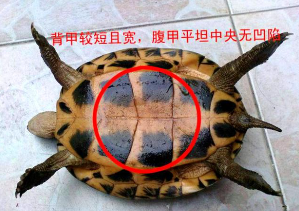 中华草龟，别看我长得慢，但是功效非同凡响_百科TA说