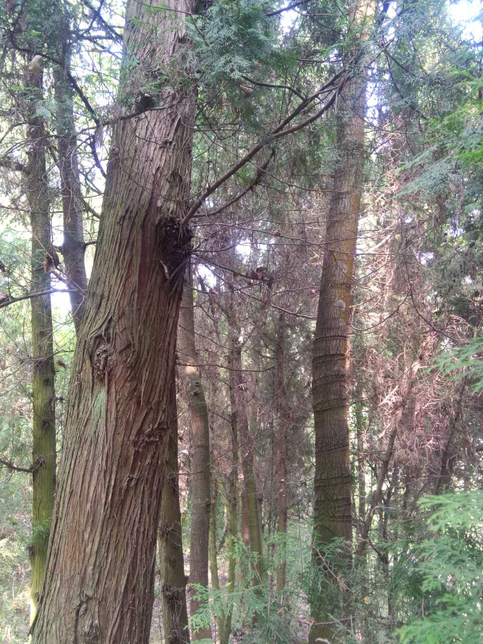 柏木忠县家系05