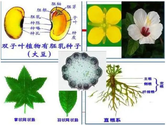  p>双子叶植物纲(学名:dicotyledoneae)是 a target="_blank" href="