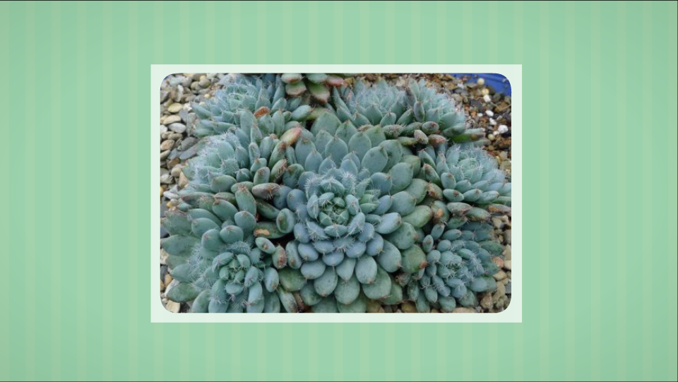 小蓝衣:拟石莲花属多肉植物