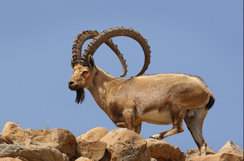 努比亚高地山羊