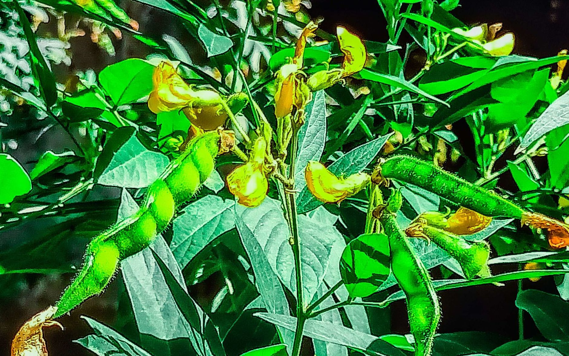 druce),豆科木豆属直立灌木,高可达1-3米.