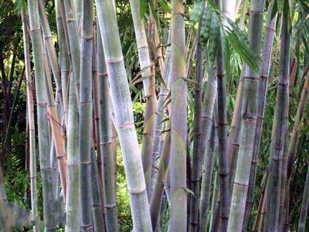 花粉麻竹_百度百科