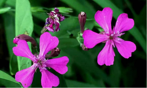 麦瓶草 西部人的 宝贝 欧洲人的诞生花 百科ta说