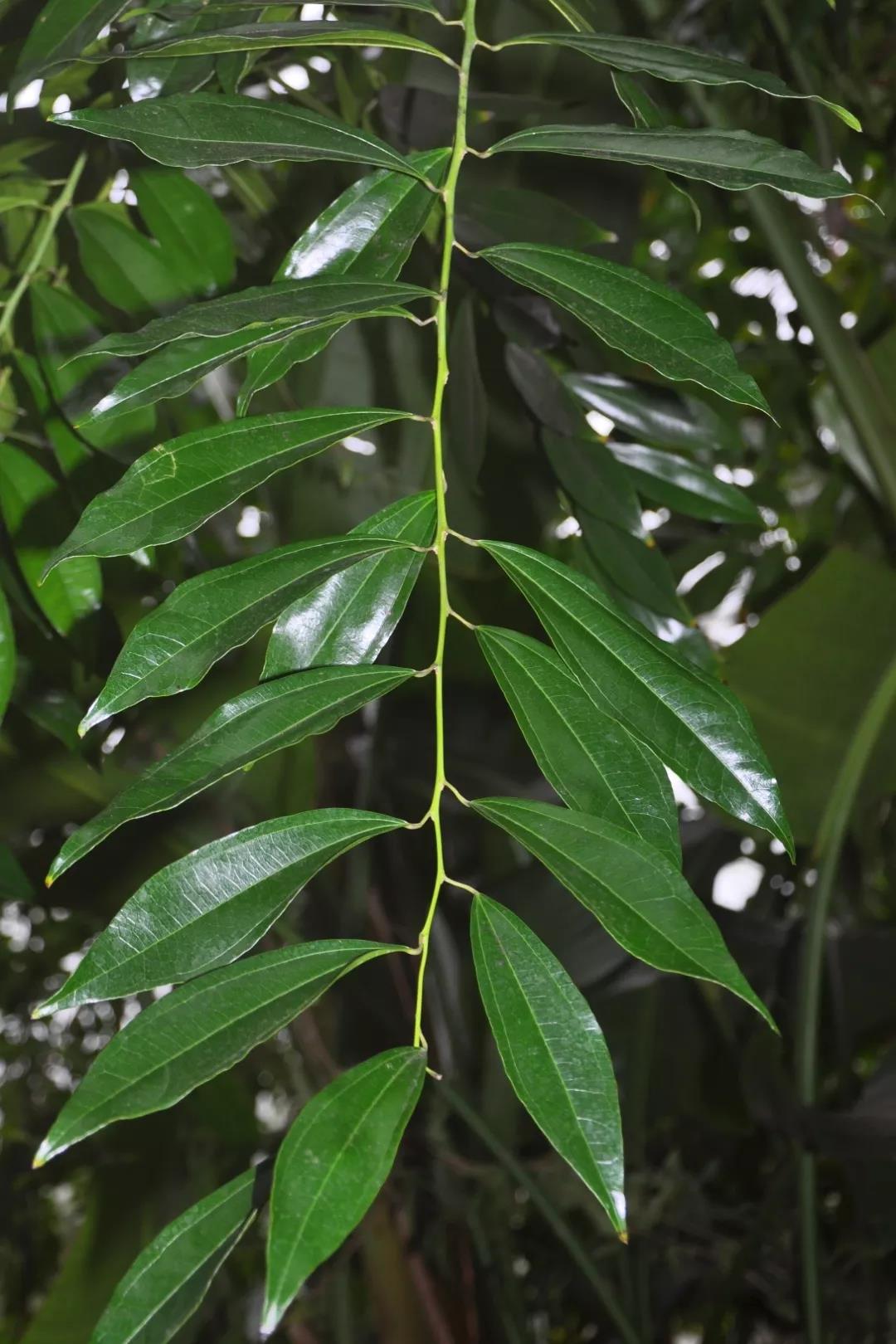 don)樟科植物肉桂的干皮和枝皮,肉桂树为中等大乔木植物;树皮灰褐色