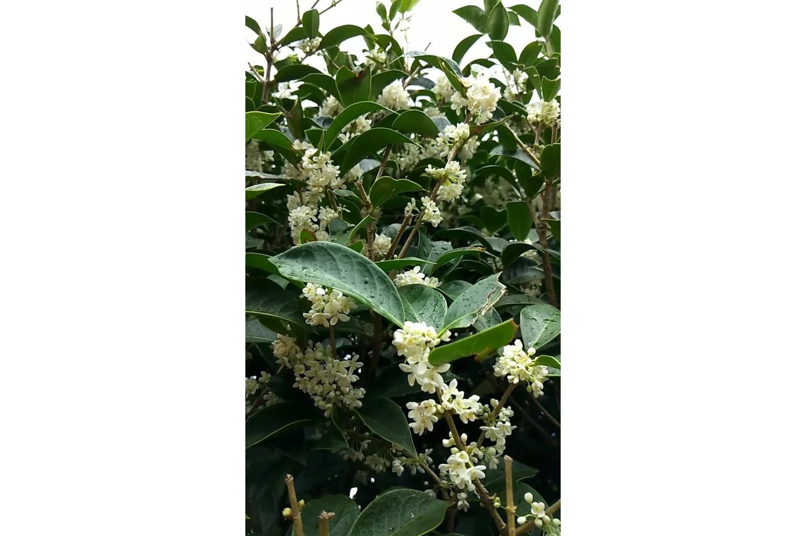 白桂花