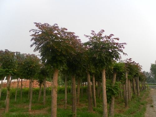  p>红叶椿(学名: i>ailanthus altissima 'hongye' 