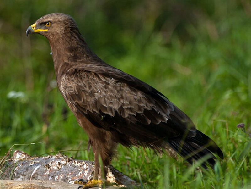  p>小乌雕(学名: i>clanga pomarina /i>):一种鹰形目,鹰科,乌雕属的