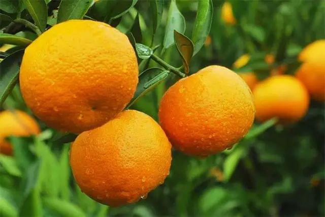 8hyrlmb">潮州柑是<a target="