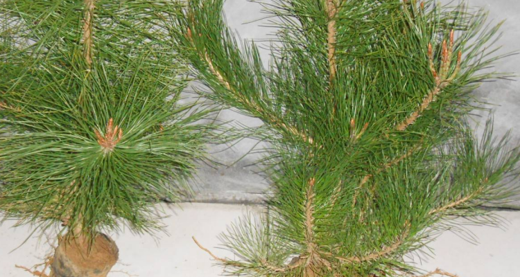油松是裸子植物吗_百科TA说