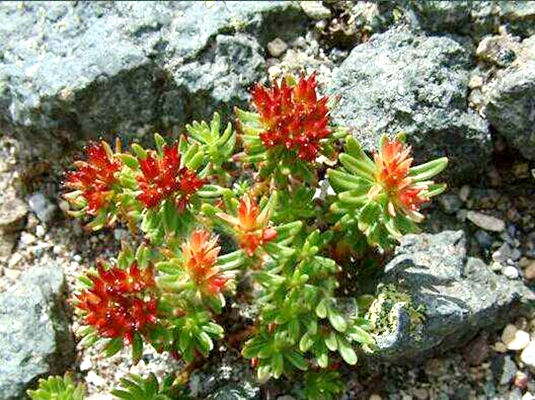  p>大花红景天(学名: i>rhodiola crenulata /i> (hook. f. et thoms.