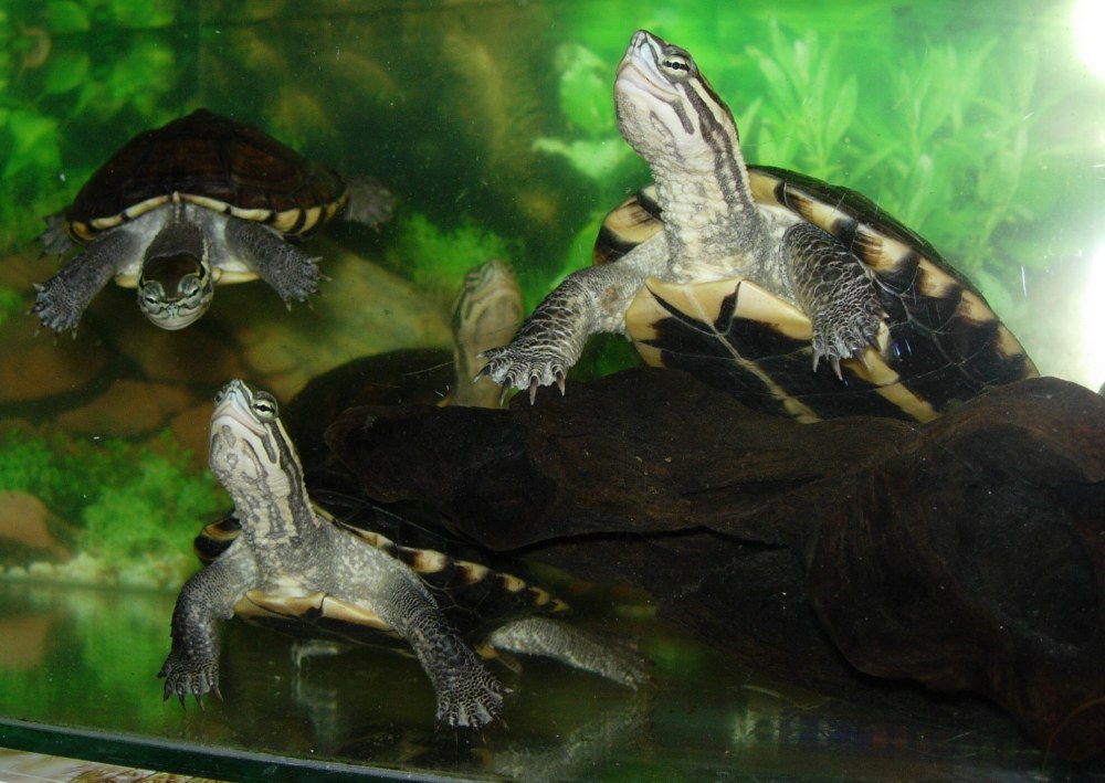  p>安南龟(学名: i>mauremys annamensis /i>)是地龟科,拟水龟属爬行