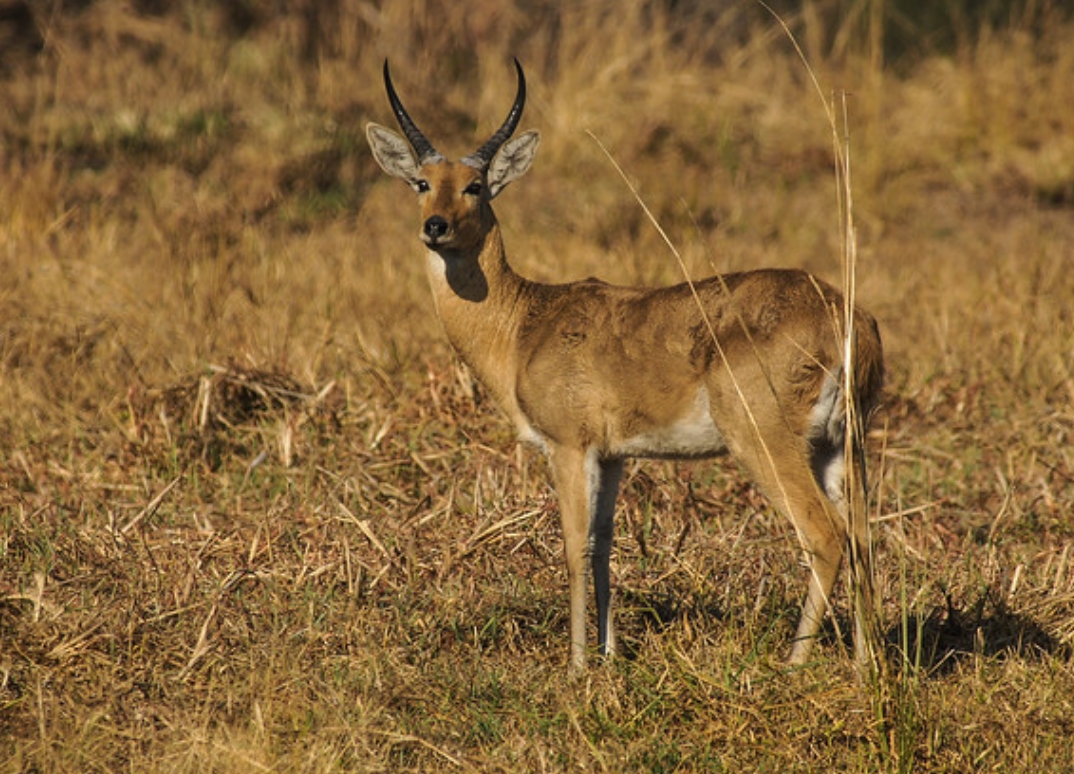 common reedbuck