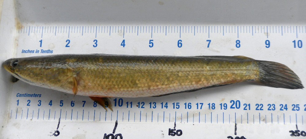  p>线鳢(学名: i>channa striata /i>)是鳢科,鳢属的一种鱼类.