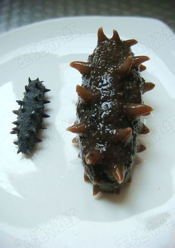蝴蝶海参