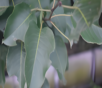 梨（蔷薇科梨属植物）_百度百科