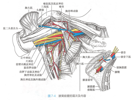 腋窝_百度百科
