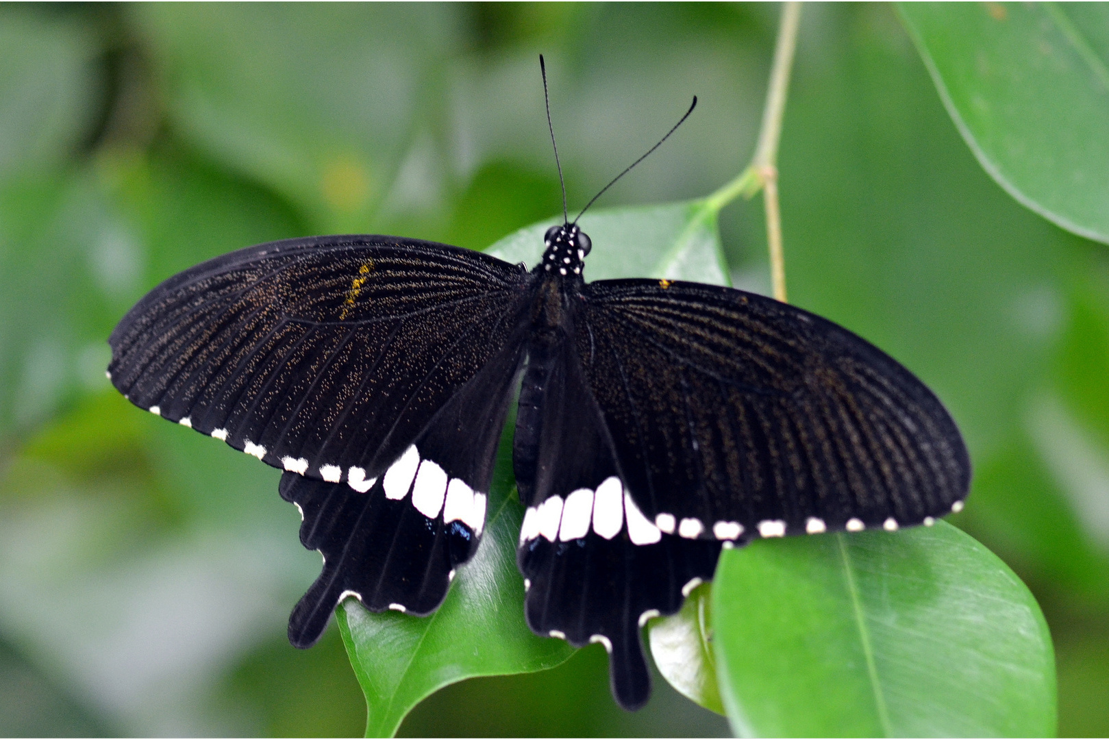 玉带美凤蝶指名亚种