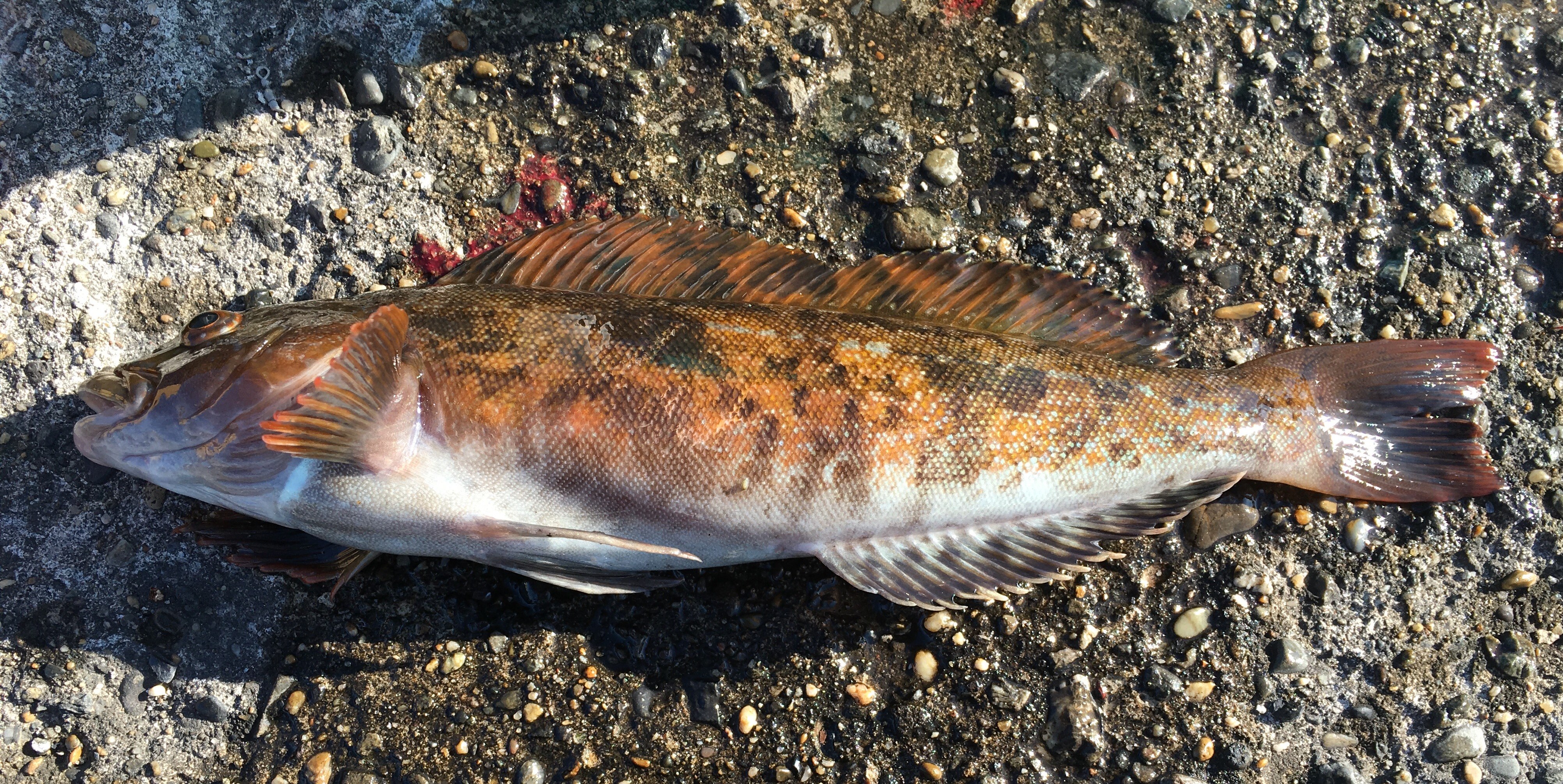  p>大泷六线鱼(学名: i>hexagrammos otakii /i>)是六线鱼科,六线鱼属