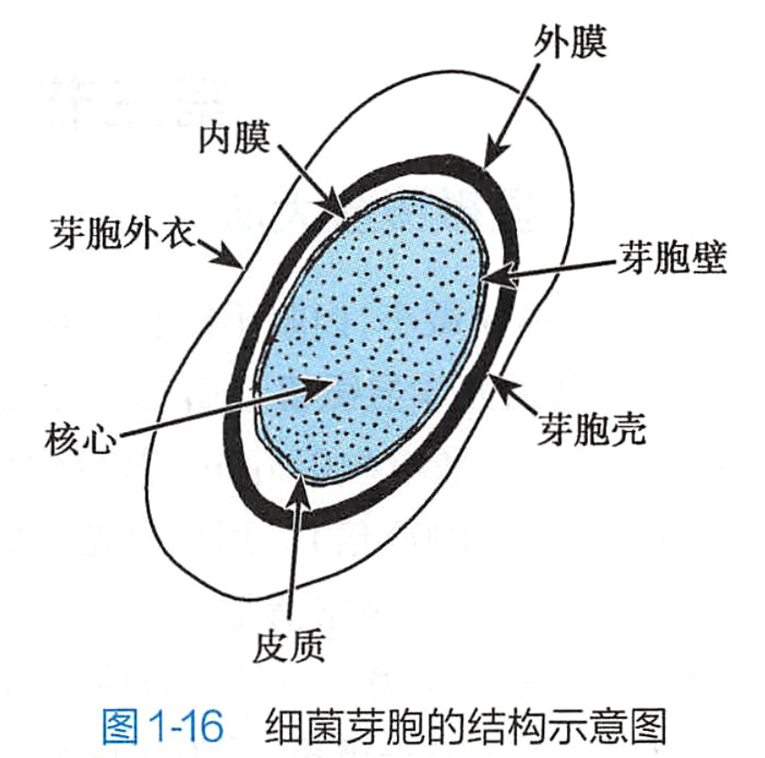 target="_blank" href="/item/炭疽杆菌/10977975" data-lemmaid="