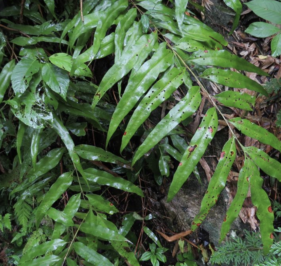  p>光亮瘤蕨(学名: i>phymatosorus cuspidatus /i> (d. don) pic.