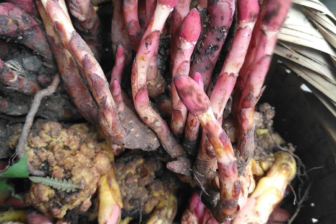  p> b>红冬蛇菰 /b>(学名: i>balanophora harlandii /i>)是蛇菰科 a