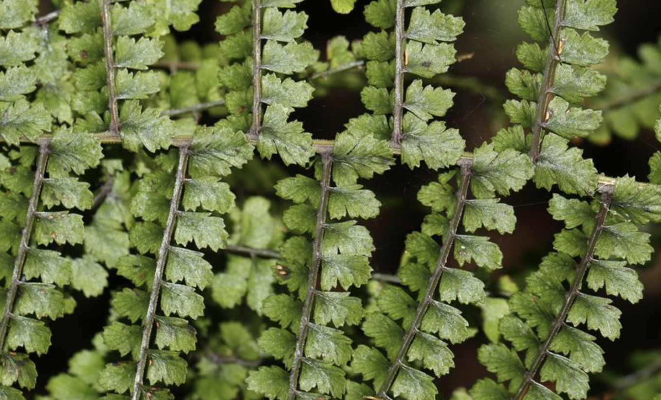 athyrium delavayi christ