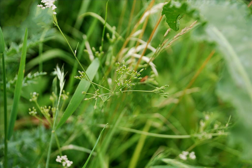  p>田葛缕子(学名: i>carum buriaticum  /i>turcz.