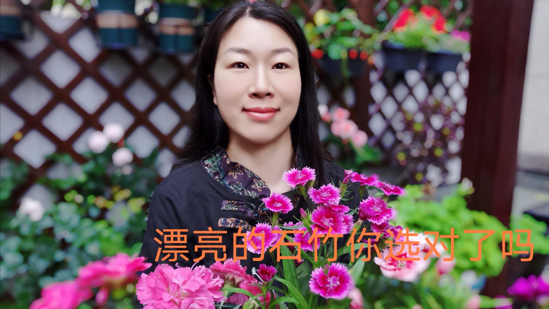 常夏石竹 百度百科