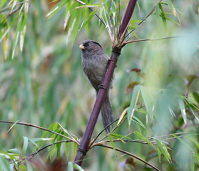  p>褐鸦雀(学名: i>cholornis unicolor /i>)是莺科,鸦雀属小型鸟类